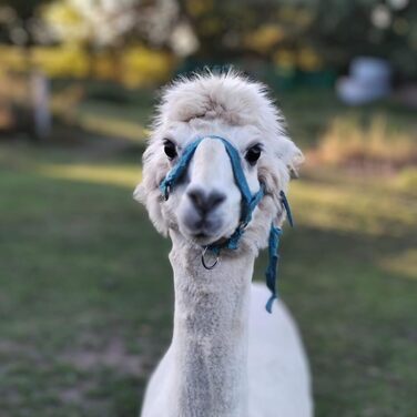 Органічна подушка Rabens Organic Alpaca - Органічна подушка преміум-класу (окремий внутрішній мішок) (40 x 80 см)