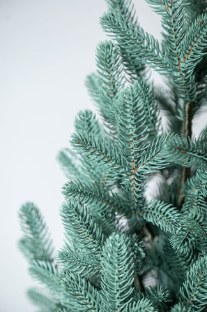 Ялинка лита 'Віденська' в горщику блакитна 1,10 м