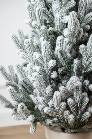 Ялинка лита 'Віденська' в горщику ЗАСНІЖЕНА 1,10м