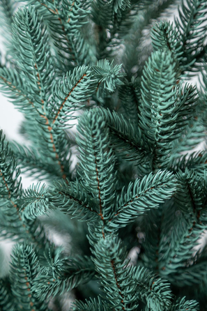 Ялинка лита 'Віденська' в горщику блакитна 0,90м