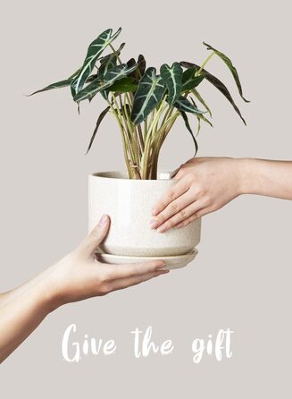 3 шт. керамічні горщики для квітів LE TAUCI, діаметр 11+13+17 см, з підставкою та дренажним отвором, для кімнатних рослин, бежевий, реактивна глазур