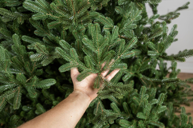 Ялинка лита 'Міланська' ПАРАСОЛЬКА ЗЕЛЕНА 2,10м