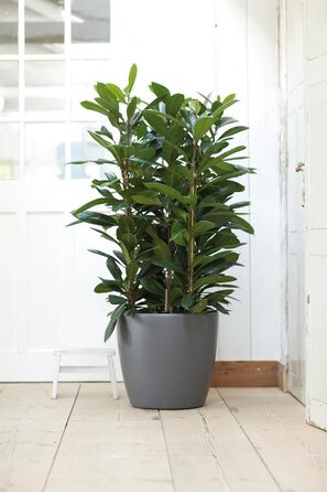 Горщик для квітів Elho Brussels Rund Rollen 35 - Чорний/Антрацит, 35 см, з роликами, з переробленого пластику