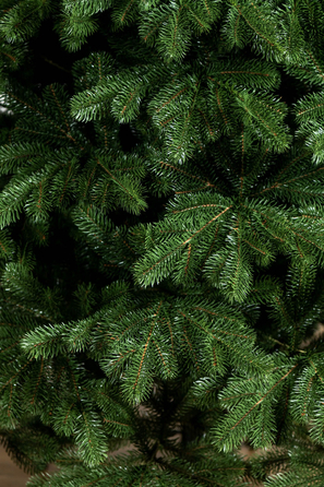 Ялинка лита 'Версальська' Зелена 1,80м