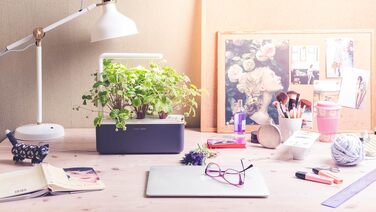 Click and Grow Growbox Smart Garden: Інтелектуальний сад для вирощування зелені вдома (3 капсули, темно-сірий)
